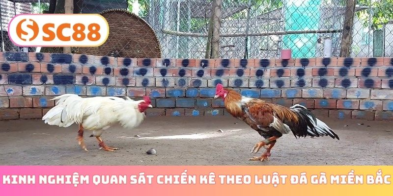 Kinh nghiệm quan sát chiến kê theo luật đá gà miền Bắc